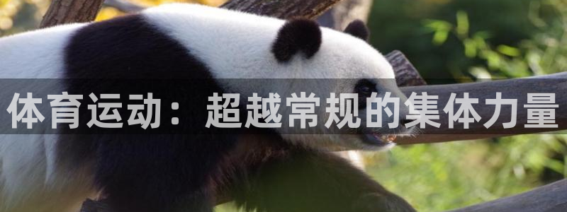 MK体育官网下载娱乐：体育运动：超越常规的集体力量